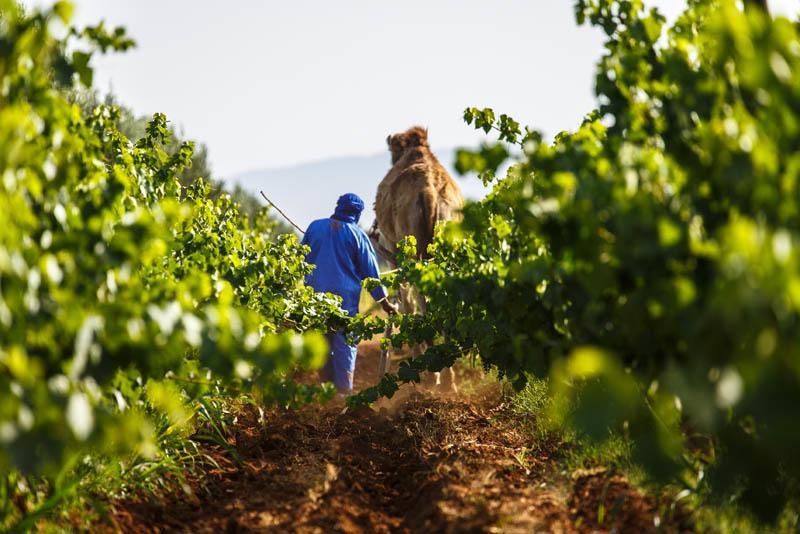 Ounara Ryad De Vignes " Le Val D'Argan " מראה חיצוני תמונה