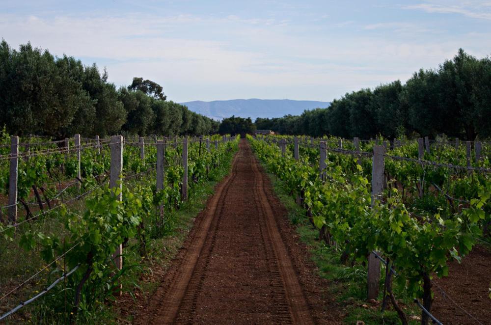 Ounara Ryad De Vignes " Le Val D'Argan " מראה חיצוני תמונה